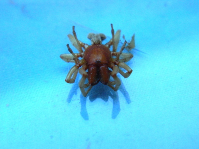 Dysdera sp.